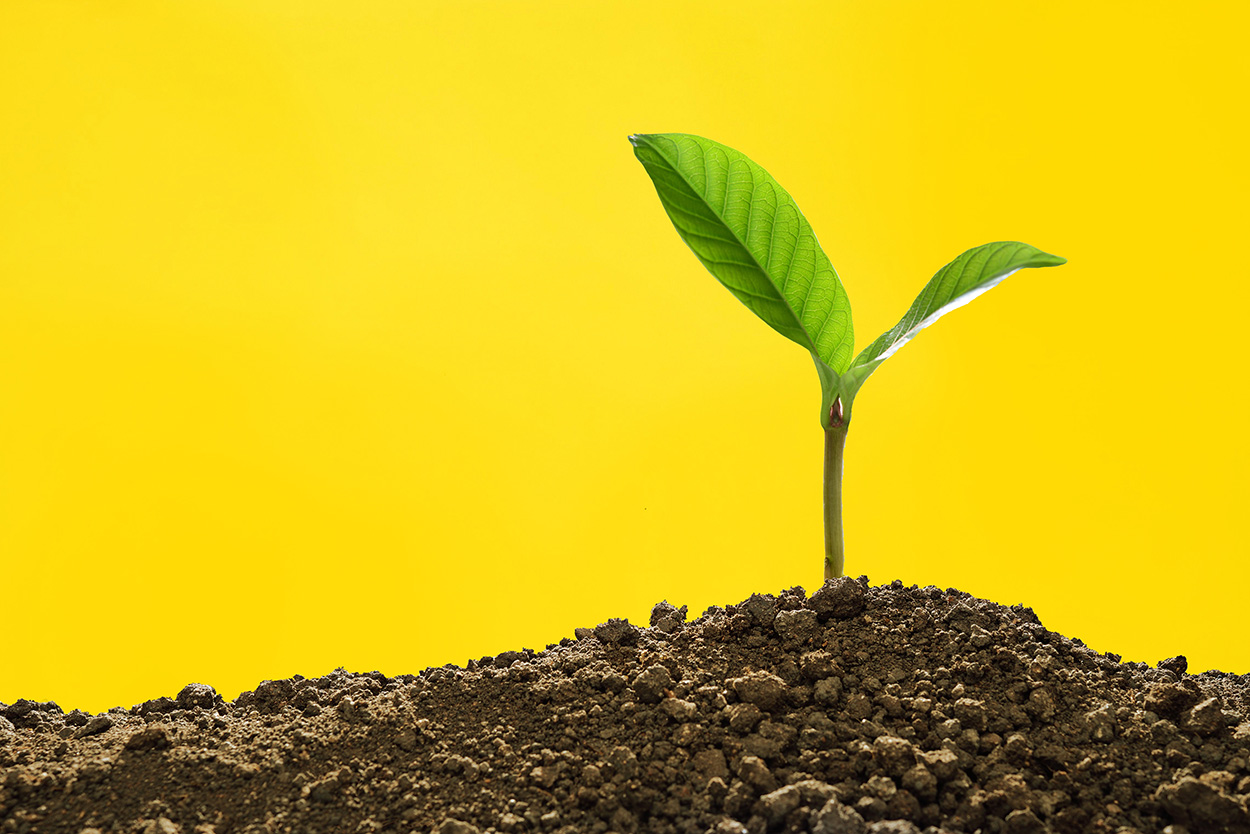 leaf sprouting from soil